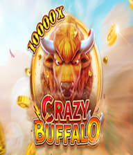 CRAZY BUFFALO